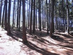 Commercial pine plantations at Newlands Forest in Cape Town