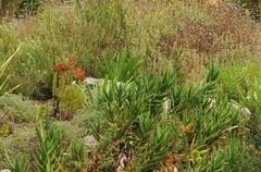 Aloe commixta growing in grassy fynbos on Table Mountain slopes