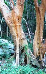 Cape Saffron tree trunk with distinctive color in Cape Town's indigenous afrotemperate forest