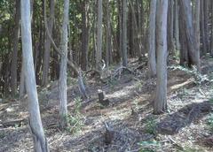 Commercial Eucalyptus plantation in Newlands Forest, Cape Town