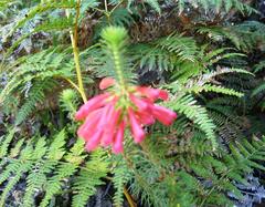 Tiny Erica flower in Newlands Forest