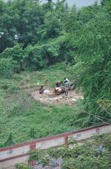 recently felled tree at Nicco Park in Kolkata