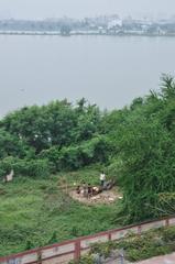 felled tree in Nicco Park Kolkata