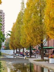 Autumn leaves in Noritake Garden