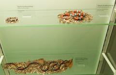 Real and fake coral snakes