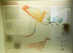 Fossil of Confuciusornis sanctus displayed at Senckenberg Museum