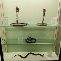 serpent sculpture centered inside Senckenberg museum atrium