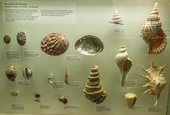 Close-up of snails at Senckenberg Natural History Museum, 2017