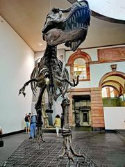 Skeleton replica of a Tyrannosaurus Rex in the Naturmuseum Senckenberg