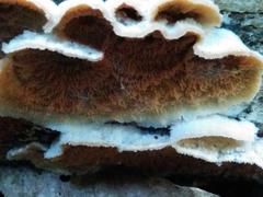 Phlebia tremellosa on a tree trunk