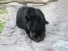 Captive black bear at Ober Gatlinburg