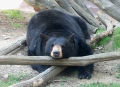 captive black bear resting at Ober Gatlinburg