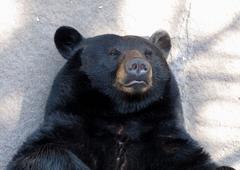 captive black bear resting at Ober Gatlinburg