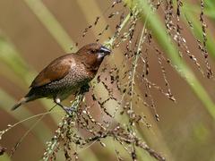 Scaly-breasted munia perched on a branch