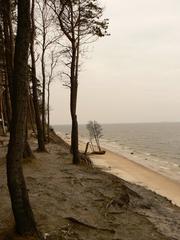 Dutchman's cap near Karklė in late winter