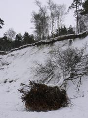 Olando kepurė hill in winter with a fallen alder tree on the cliff edge by the Baltic Sea at Karklė