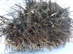 Tree roots washed by the sea from the Olando kepurė hill