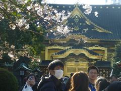 Ueno Toshogu in Spring with cherry blossoms