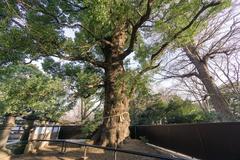 Ueno Tousyougu Temple in Tokyo