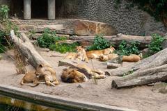 A pair of lions relaxing in their zoo enclosure