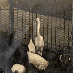 Historic photo from Artis Zoo in 1913 featuring a silver heron and ibis