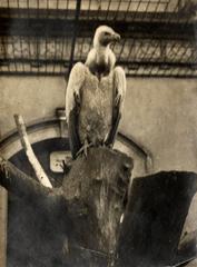 Kolb's vulture in Artis Zoo birdhouse 1913