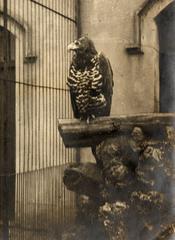 Historical photograph of a rough-legged hawk in a birdhouse at Artis Zoo