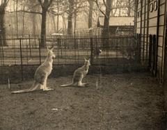 Historical photo of two Red Kangaroos at Artis Zoo in 1913