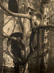 Historic photograph of tree kangaroos at Artis Zoo in 1913