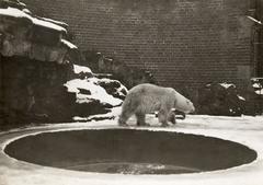 polar bear in snow at Artis Zoo, Amsterdam, 1913