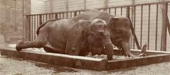 Two elephants in a bath at Artis Zoo, Amsterdam, 1918