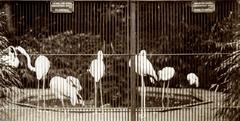 Flamingos behind a fence at Artis Zoo in Amsterdam, 1910