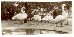 Artis Zoo in Amsterdam, 1910, featuring geese