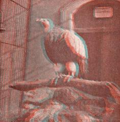 Historical stereoscopic photograph of a vulture in a cage at Artis Zoo in Amsterdam, 1924