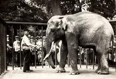 Visitors watch elephants and their keeper in Artis Zoo, Amsterdam, 1917