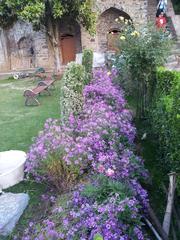 photo of flowers at Pari Mahal with historical structure in the background