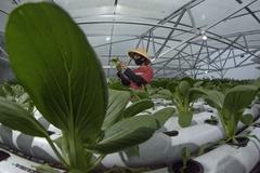 farmer tending hydroponic pakcoy plants