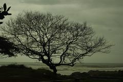 Tree at Payyambalam Beach