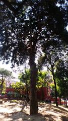 Podocarpus Macrophyllus monument at Piazza Cavour in Napoli