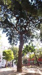 Podocarpus Macrophyllus monument in Piazza Cavour, Naples