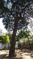 Podocarpus Macrophyllus monument at Piazza Cavour in Napoli, Italy