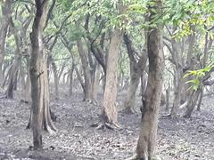 jungle scenery in Pobitora Wildlife Sanctuary