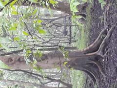 Dense jungle of Pobitora Wildlife Sanctuary in Assam