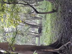 Inside the jungle of Pobitora Wildlife Sanctuary amid drizzle