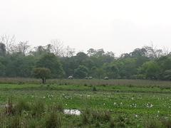 lush greenery inside Pobitora Wildlife Sanctuary jungle