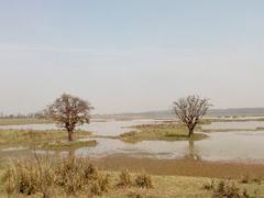 Picturesque scene in Pobitora Wildlife Sanctuary