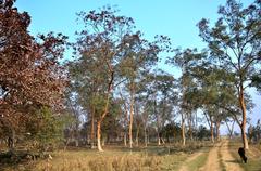 Pobitora Wildlife Sanctuary in winter