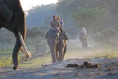 Elephant ride with tourists at Pobitora Wildlife Sanctuary