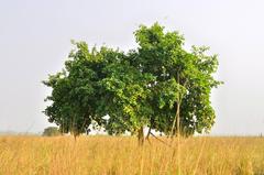 Pobitora Wildlife Sanctuary in Assam, India