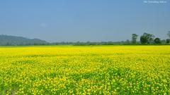 Pobitora Wildlife Sanctuary landscape
